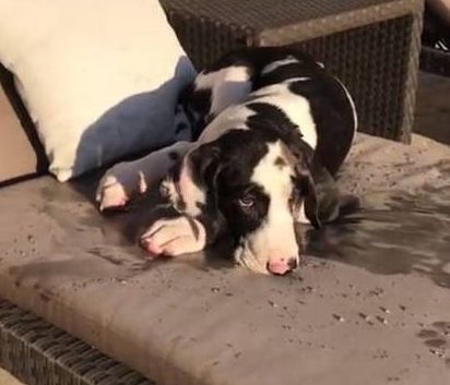 Ο σκύλος που μετά τη βουτιά του… κάνει ηλιοθεραπεία (vid)