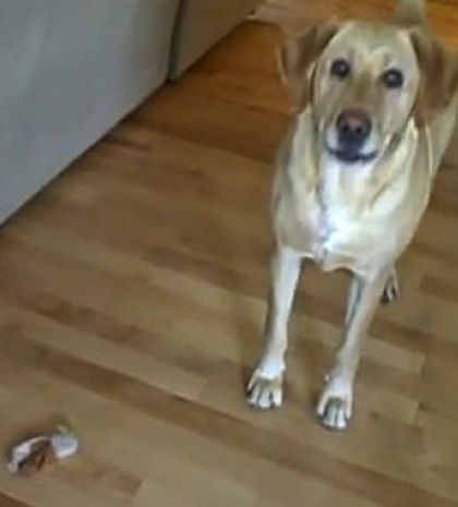 Βίντεο: Σκύλος μαθαίνει σε κοριτσάκι πώς να πηδάει στον αέρα!