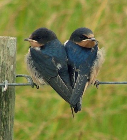 Πλανητικές Απόψεις: Η αγάπη έρχεται στο τέλος…