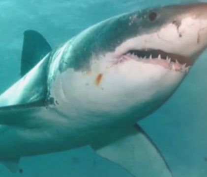 Εντυπωσιακό βίντεο: Αυτά είναι τα μεγαλύτερα ζώα στον κόσμο