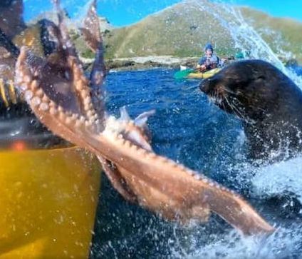 Απίστευτο βίντεο: Φώκια χαστουκίζει άνθρωπο με χταπόδι!