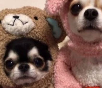 Τα πιο χαριτωμένα Τσιουάουα που έχετε δει! (vid)