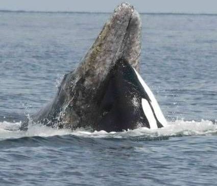 Απίστευτο! Περικυκλώθηκαν από φάλαινες δολοφόνους! (video)