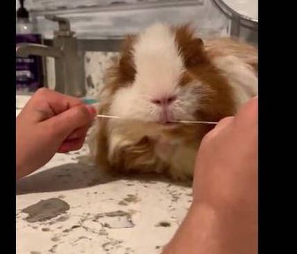 Το κουνέλι που χρησιμοποιεί… οδοντικό νήμα! (vid)