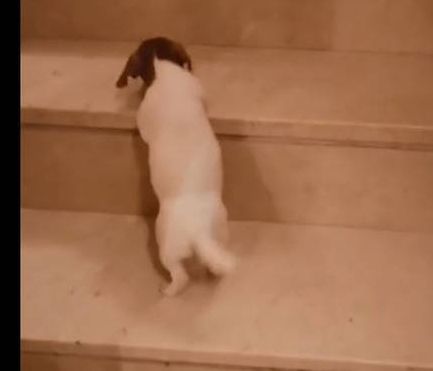 Ο -τετράποδος- επιμένων νικά! Δείτε το βίντεο