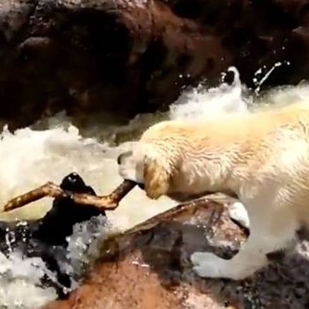 Λαμπραντόρ σώζει τον φίλο του από τα νερά ποταμού (Vid)