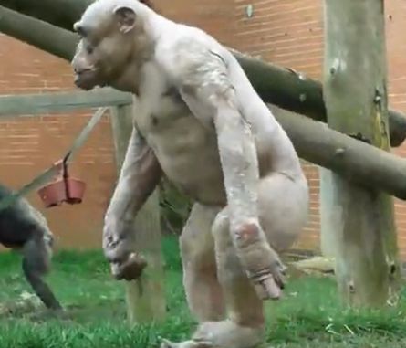 Το βίντεο της ημέρας: Μαϊμούδες περπατούν σαν άνθρωποι…