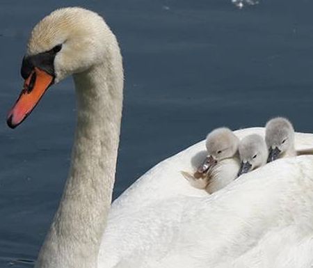Απίστευτα πλάνα: Οικογένεια κύκνων σταμάτησε την κυκλοφορία σε δρόμο της Δανίας (vid)