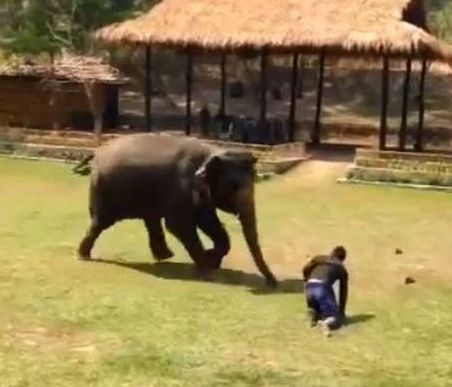 Θα «λιώσετε»: Ελέφαντας τρέχει να σώσει το αφεντικό του (vid)