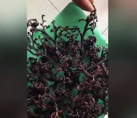 Δείτε το πιο μυστήριο πλάσμα (;) που έχει ξεβράσει ποτέ η θάλασσα (vid)