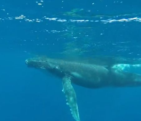 Απίστευτη στιγμή που φάλαινα κολυμπά με το μωρό της (vid)