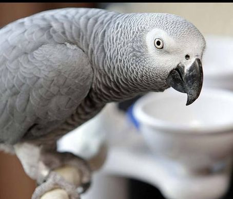 Σπαρταριστό βίντεο: Ο παπαγάλος Αϊνστάιν μου μιλάει και ζητάει πρωινό