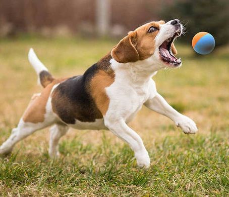 Σκυλάκι θέλει να παίξει το «πέτα το μπαλάκι» με ένα… άγαλμα (vid)