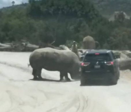 Μεξικό: Επίθεση ρινόκερου σε αυτοκίνητο με τουρίστες (vid)