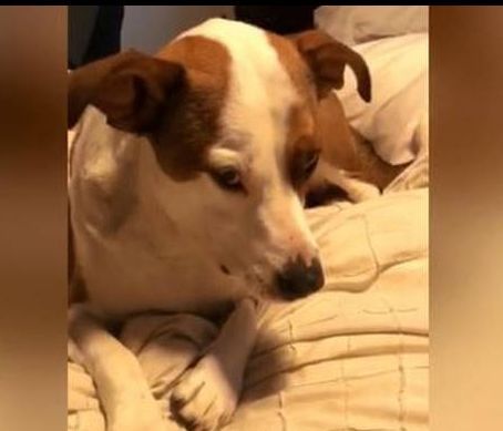 Δεν θα πιστεύετε τι κρύβει στο στόμα του αυτός ο σκύλος (vid)