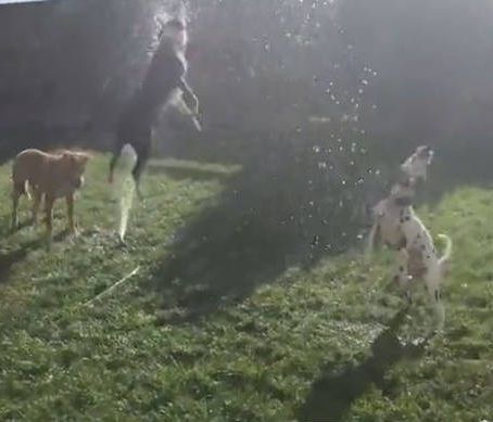 Η επιτομή της αγνής διασκέδασης «έρχεται» από αυτό τον... σκύλο (vid)