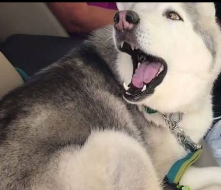 Ο σκύλος που για να μην δώσει τη θέση του… φωνάζει (vid)