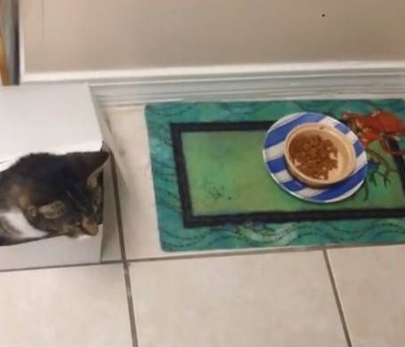 Ευτυχώς που έχουν επτά ζωές! (vid)