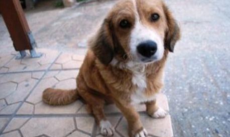 Ψηφίστηκε ο νέος νόμος για τα ζώα συντροφιάς