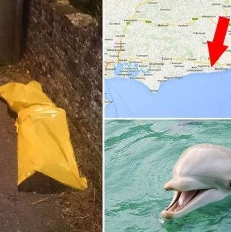 Νεκρό δελφίνι σε σοκάκι από υπερβολική δόση σεξ