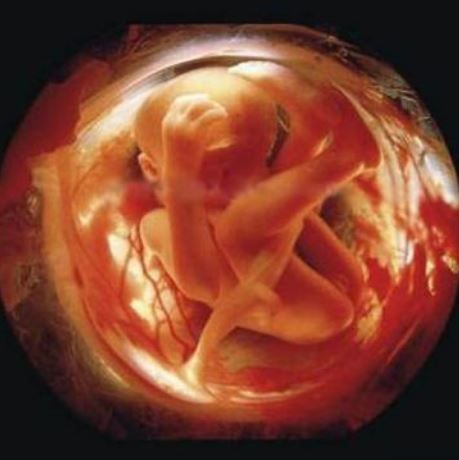 «Πώς τρέφεται το έμβρυο; Πώς αναπνέει; Μπορεί να γευτεί;» (βίντεο)