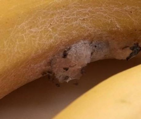 Εφιάλτης: Αγόρασαν μπανάνες με τις πιο θανατηφόρες αράχνες του κόσμου