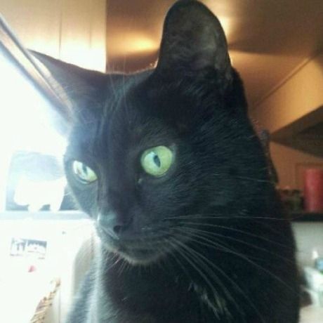 Ποιοι ξόδεψαν για τα κατοικίδια ποσό ανάλογο με το ΑΕΠ της Ουρουγουάης