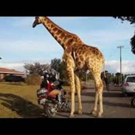 Αλήθεια, αυτή η καμηλοπάρδαλη προσπαθεί να κάνει σεξ με μια μηχανή; (video)