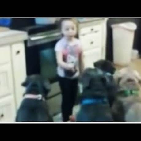 Δείτε μια 4χρονη να ελέγχει απόλυτα  έξι πεινασμένα pitbull (VIDEO)