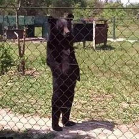 Σάλος με την αρκούδα που περπατά σαν άνθρωπος! (video)