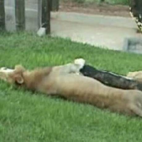 Συγκινητικό βίντεο: Απελευθέρωσαν λιοντάρι μετά από 13 χρόνια αιχμαλωσίας σε τσίρκο