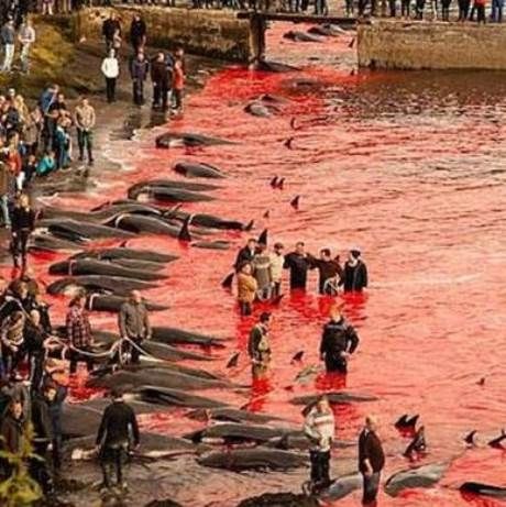 Βίντεο – σοκ: Δείτε πώς σκοτώνουν εκατοντάδες φάλαινες στα Νησιά Φερόες