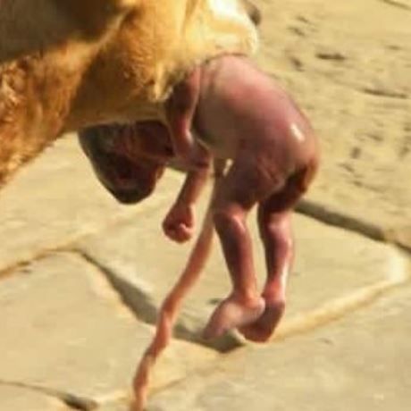 Σοκ! Πέταξε το παιδί της στα σκουπίδια και το έσωσε αδέσποτη σκυλίτσα (εικόνες)