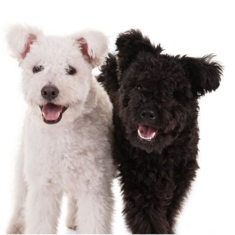 Pumi: Αυτή είναι η νέα, επίσημα αναγνωρισμένη, ράτσα σκύλων που δεν γνώριζες