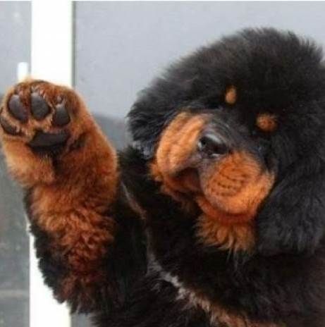 Κουτάβι Θιβετιανό Μαστίφ πουλήθηκε έναντι 1,44 εκ. ευρώ