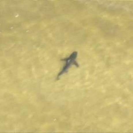 Έκλεισαν παραλίες από... καρχαρίες! (βίντεο)