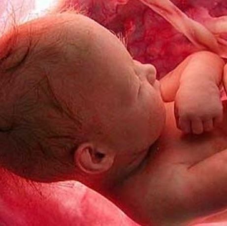 Έχετε αναρωτηθεί τι κάνουν τα μωρά μέσα στην κοιλιά όλη μέρα; Ιδού η απάντηση!