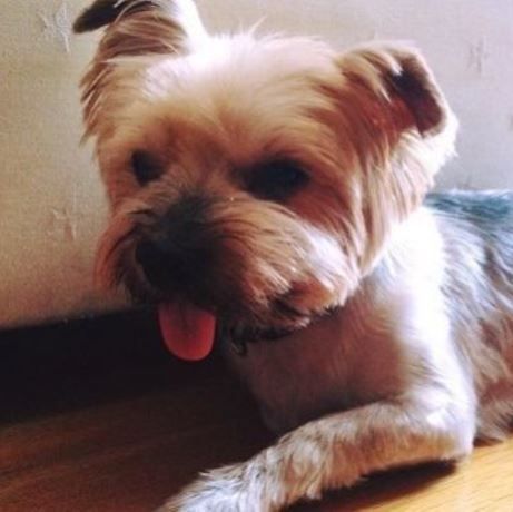 Your family vet: Ο σκυλάκος της εικόνας, βρήκε τους ιδιοκτήτες του μετά από 7 χρόνια!