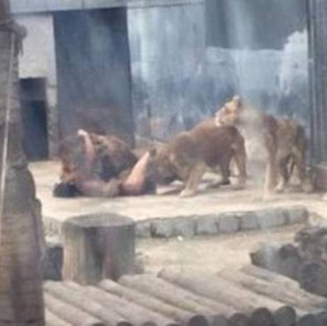 Βίντεο - σοκ: Πήδηξε γυμνός σε κλουβί με λιοντάρια για να τον… φάνε ζωντανό!