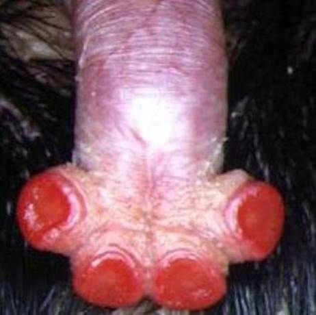 Δείτε το απόκοσμο πλάσμα με το πιο περίεργο γεννητικό όργανο του πλανήτη! (photo)