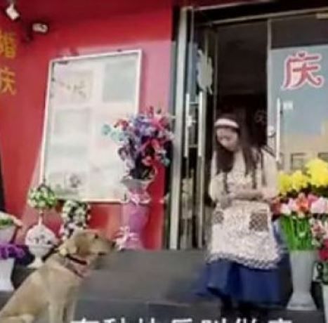 Δεν φαντάζεστε τι θέλει αυτός ο σκύλος- Δείτε το συγκινητικό βίντεο