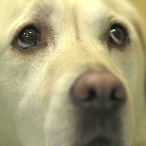 Ο σκύλος που έχει σώσει 3.500 φορές τη ζωή της ιδιοκτήτριάς του