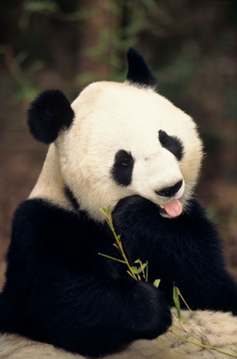 Ένα Panda που δεν είχε τρόπους