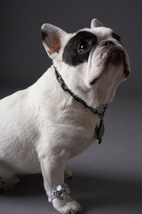 Γνωρίστε τη Lana Dog Rey