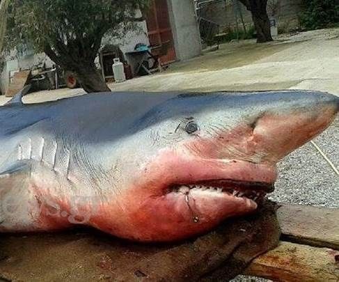 Μέγαρα: Λευκός καρχαρίας βγήκε στα ρηχά (photos)