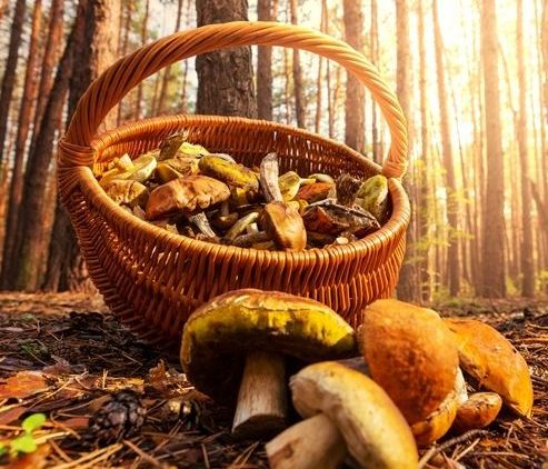 Εποχή για… μανιτάρι μαγικό!