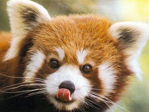 Τα Panda διασκεδάζουν πάντα