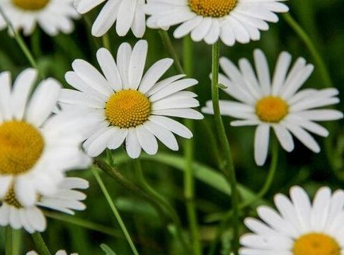 Μήπως είδες στον ύπνο σου μαργαρίτες;