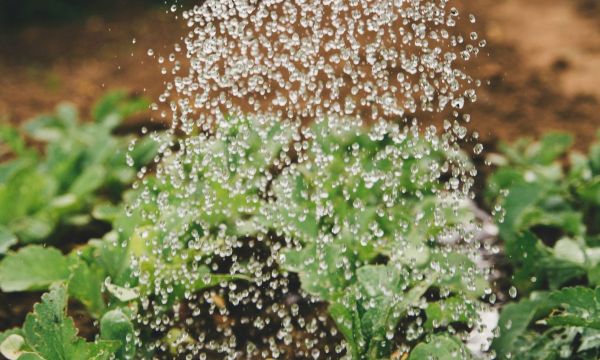 Πότε να ποτίζεις τα φυτά το πρωί ή το βράδυ; Ένας αγρότης με 40 χρόνια εμπειρίας απαντά