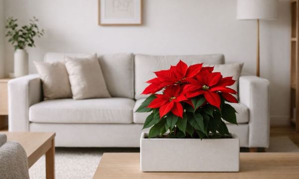 Πώς να φροντίσεις το αλεξανδρινό μετά τα Χριστούγεννα για να κρατήσει όλο τον χρόνο